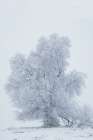 USA-Montana-Kalispell Cottonwood tree in snowstorm Art Print